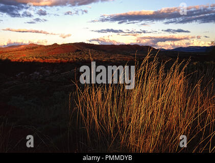 Sun setting on Spinifex Grass, Karijini National Park, Pilbara, Northwest Australia