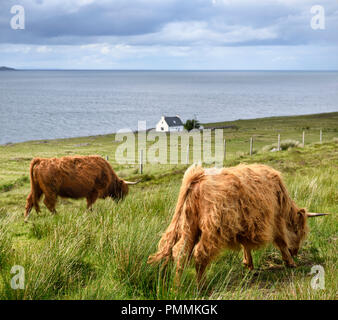 Shaggy red Highland cattle with house north of Applecross on the Inner Sound across from Isle of Skye Scottish Highlands Scotland UK Stock Photo