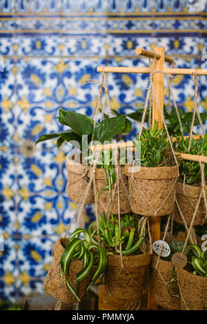 Green plants and succulents displayed in eco pots, hanging on a stand on a market stall against a background of azulejo tiles in soft focus Stock Photo
