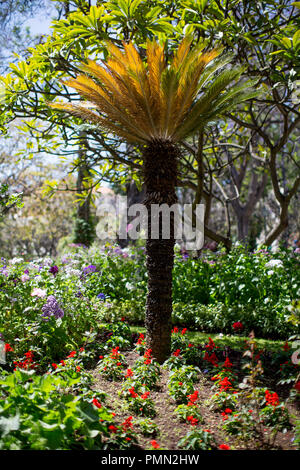 Colourful detail shot of a fan-shaped palm tree / fern in the Municipal Garden of Funchal Stock Photo