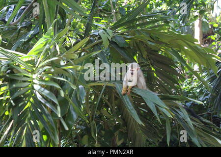Squirrel monkey perched in a tree Stock Photo