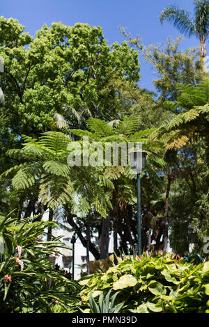 Vertical shot of tall green trees and an ornate lamp post in the Municipal Gardens in Funchal, Madeira Stock Photo