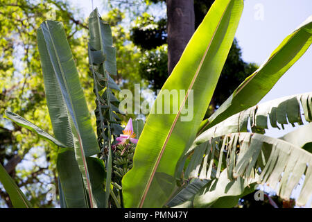 Detail of a banana tree with a bright pink flower and baby bananas growing. Taken in the municipal gardens in Funchal, Madeira Stock Photo