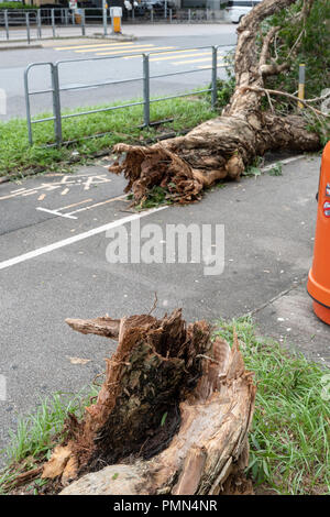 HONG KONG, SEP 17, 2018: Strong wind snap tree in half, after Super Typhoon Mangkhut hit Hong Kong Stock Photo
