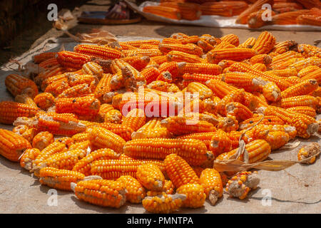 Maize Stock Photo