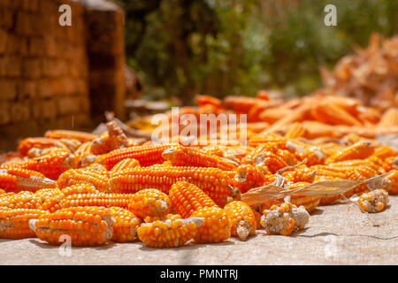 Maize Stock Photo