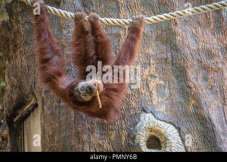 Bornean orangutan (Pongo pygmaeus) hanging upside-down from a rope at Zoo Atlanta near downtown Atlanta, Georgia. (USA) Stock Photo