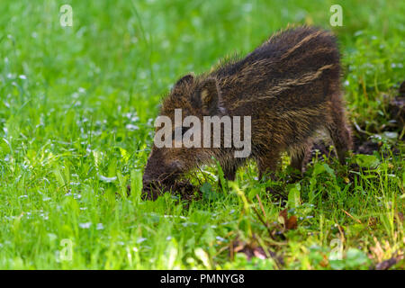 Wild boar, Sus scrofa, piglet, Hesse, Germany Stock Photo