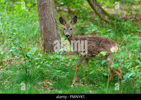 Roe Deer, Capreolus capreolus, Springtime, Germany, Europe Stock Photo