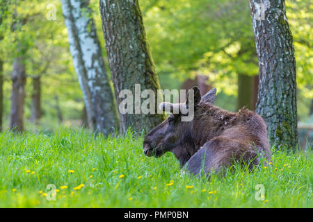 Moose, Elk, Alces alces, Spring, Germany, Europe Stock Photo