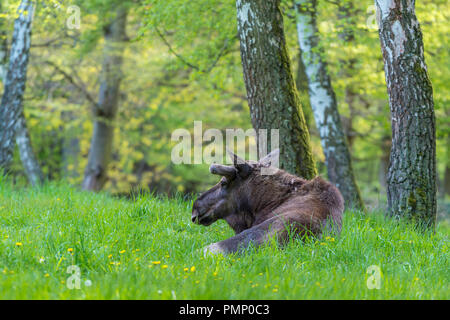 Moose, Elk, Alces alces, Spring, Germany, Europe Stock Photo
