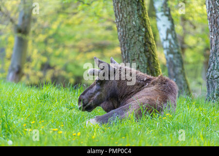Moose, Elk, Alces alces, Spring, Germany, Europe Stock Photo