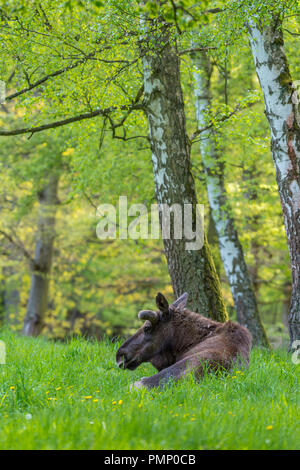 Moose, Elk, Alces alces, Spring, Germany, Europe Stock Photo