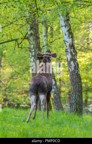 Moose, Elk, Alces alces, Spring, Germany, Europe Stock Photo