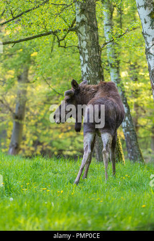 Moose, Elk, Alces alces, Spring, Germany, Europe Stock Photo