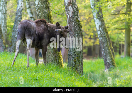 Moose, Elk, Alces alces, Spring, Germany, Europe Stock Photo