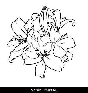 Lily flowers digital sketch. Vector flower illustration. Stock Vector