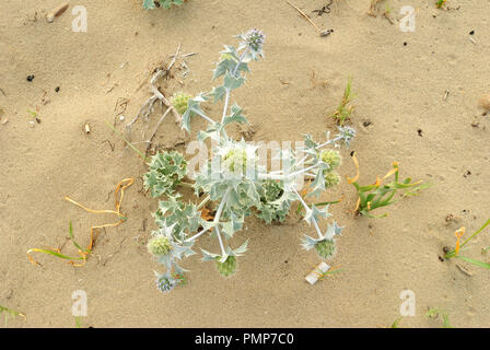 Summer sea, top view of an Eryngium maritimum plant, also known as sea holly or seaside eryngo, from the Apiaceae family. It is located on the sandy d Stock Photo