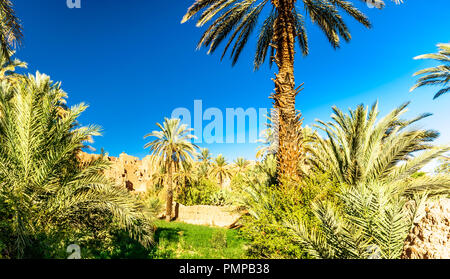 View on Palm garden of Kasbah Caids next to Tamnougalt in Draa valley - Morocco Stock Photo