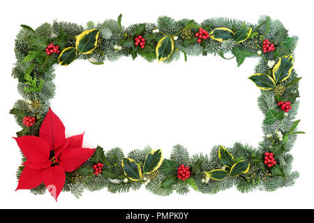 Poinsettia flower border with snow covered spruce fir, holly, ivy and mistletoe isolated on white background. Thanksgiving and Christmas theme. Stock Photo