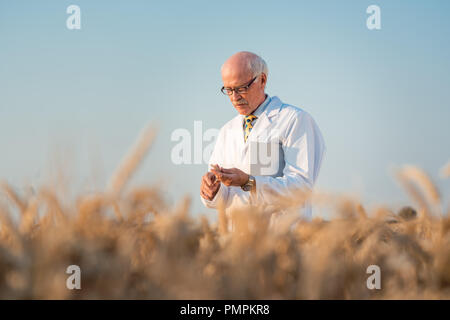 Researcher doing field test on new kinds of grain and wheat Stock Photo