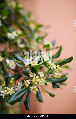 Close up of Yellow Star Jasmine flowers on a branch against a plain (soft focus/ shallow depth of field)  pale orange backdrop Stock Photo