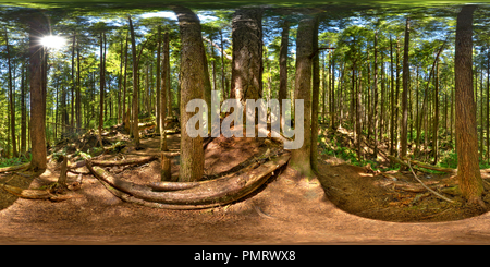 360 degree panoramic view of Avatar Grove, Port Renfrew, Vancouver Island