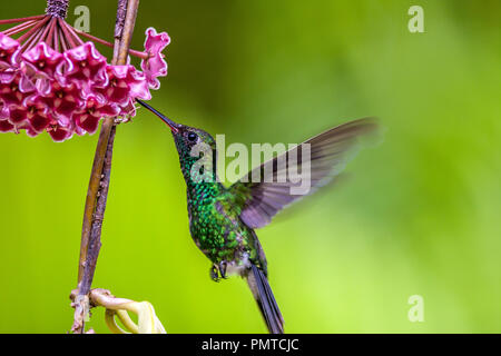 Emerald-chinned Hummingbirds ,Abeillia abeillei also known as Abeille's Hummingbirds Stock Photo