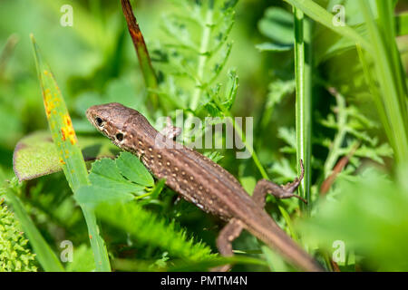 Little lizard reptile in green grass - picture made in Romania Stock Photo