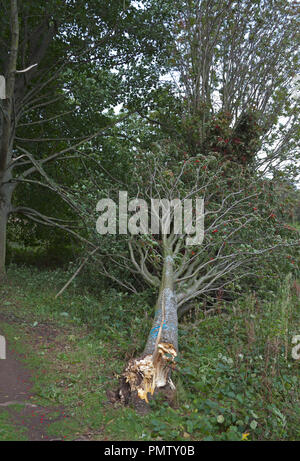 A tree is uprooted by strong wind caused by Typhoon Pakhar on a road in ...