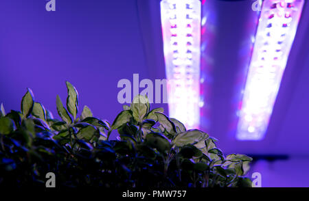 Munich, Bavaria. 11th Sep, 2018. Various salads and herbs grow under ...