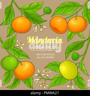 mandarin vector frame on color background Stock Vector