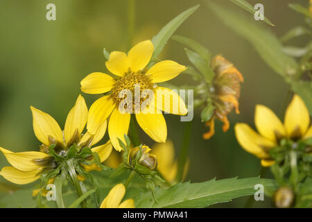 Bidens cernua (commonly known as nodding beggarticks or nodding bur-marigold) flowers in Washington state, USA Stock Photo