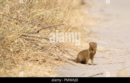 Yellow Mongoose (Cynictis penicillata) in the Kalahari, Botswana Stock Photo