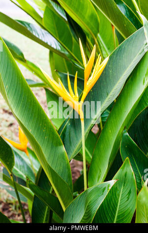 Heliconia psittacorum,  Heliconia spathocircinata, Golden Torch  or lobster claw flower growing in garden Stock Photo