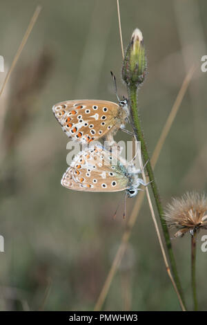 Adonis blue (Lysandra bellargus). Pair of mating butterflies, with the female uppermost Stock Photo