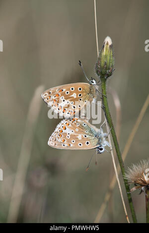 Adonis blue (Lysandra bellargus). Pair of mating butterflies, with the female uppermost Stock Photo
