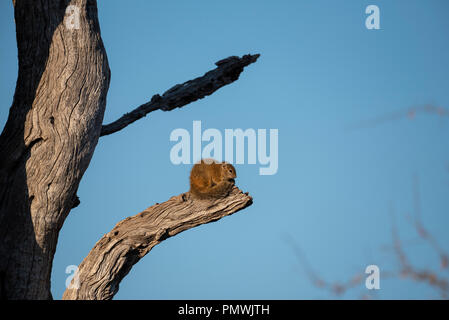 A cold tree squirrel soaking up the first of the early morning sun rays Stock Photo