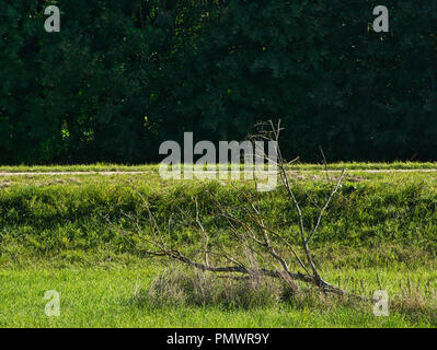 A thin branch in the meadow in front of a path and with a group of trees in the background Stock Photo