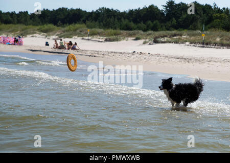 dog running retrieving a toy in the sea Stock Photo