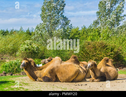 Camels with double humps sitting down in a group close together Stock Photo