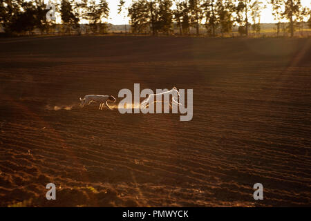 Playful dogs running in rural crop Stock Photo