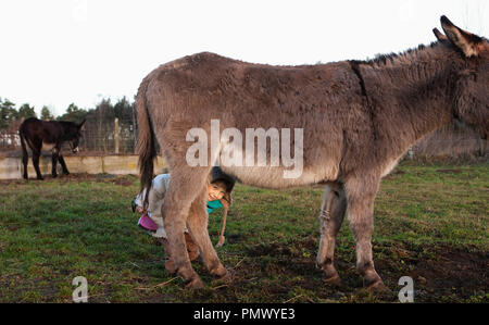 Cute girl hiding under donkey in pasture Stock Photo