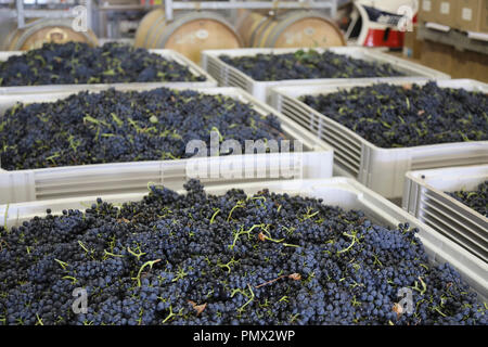 Fresh harvested grapes in large bins in winery Stock Photo