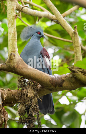 Victoria Crowned-pigeon - Goura victoria, beautiful crowned pidgeon from Papua New Guinea forests and woodlands. Stock Photo