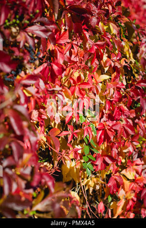 Close up / full frame photograph of the bright red leaves of the Virginia Creeper plant (Parthenocissus quinquefolia) in Autumn Stock Photo