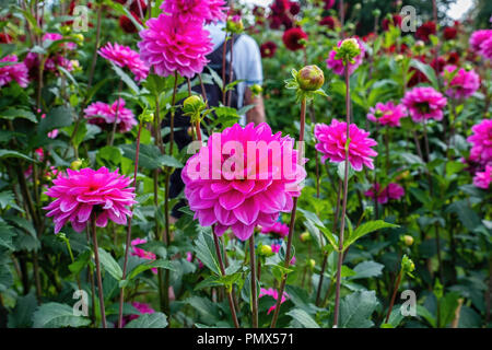 Berlin, Neukölln, Britzer Garden Annual Dahlia flower show, Dahlienfeuer, display.Pink dahlia flower cultivar,Seerosendahlie Onesta Stock Photo