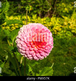 Berlin, Neukölln, Britzer Garden Annual Dahlia flower show, Dahlienfeuer, display. Shades of pink dahlia flower cultivar, Decorative dahlia, Hillcrest Stock Photo