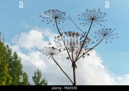 the dried inflorescence of the plants of Hogweed, cow parsnip dry autumn Stock Photo