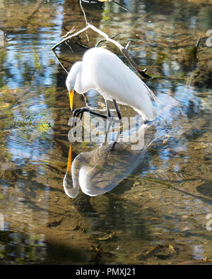 Great White Egret showing its reflection on the water and enjoying its environment. Stock Photo